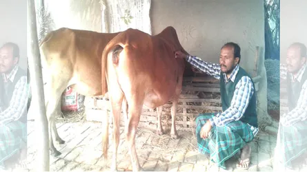 অজ্ঞাত রোগে তাড়াশে ২০টি গরুর মৃত্যু