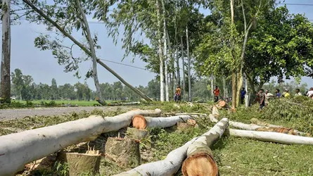 হোসেনপুরে গাছ কাটতে গিয়ে চাপা পড়ে কাঠুরিয়া নিহত