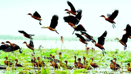কমছে অতিথি পাখির সংখ্যা
