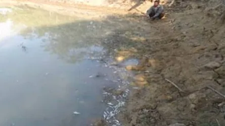নবাবগঞ্জে বিষ দিয়ে ৫ মণ রেনু পোনা ধ্বংস