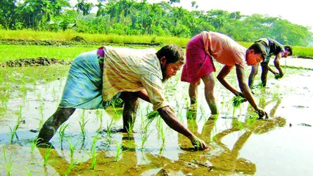 আগৈলঝাড়ায় আগাম ইরি বোরো চাষে ব্যস্ত কৃষক