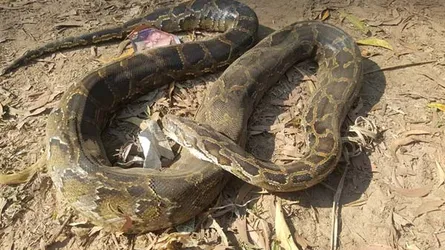 কিভাবে মারা গেল অজগরটি?