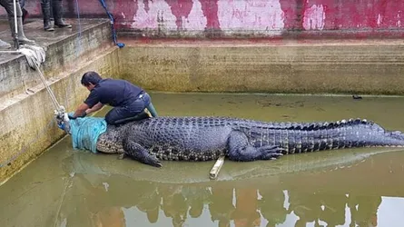 পোষা কুমিরে প্রাণ গেল নারীর