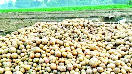 দিনাজপুরে আলুর বাম্পার ফলন দাম নিয়ে চাষিদের শঙ্কা