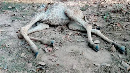বঙ্গবন্ধু সাফারি পার্কের সর্বশেষ পুরুষ জিরাফের মৃত্যু