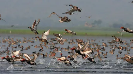 টাংগুয়ার হাওরে শিকার হচ্ছে অতিথি পাখি
