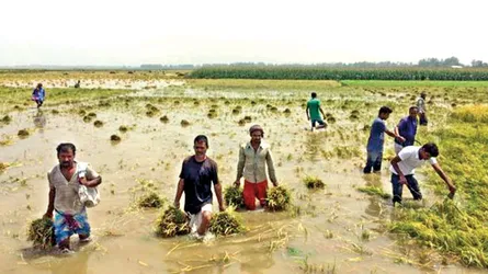 হাওরের ফসল ও মানুষ বাঁচাতে চাই মহাপরিকল্পনা