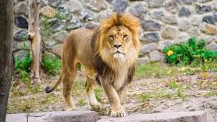সিংহের সামনে বাহাদুরি দেখাতে গিয়ে প্রাণই গেল