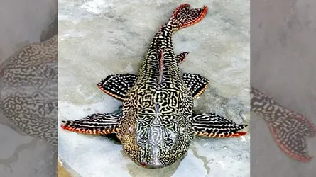 বিরল প্রজাতির এই মাছ দেখতে ব্যাপক জনসমাগম