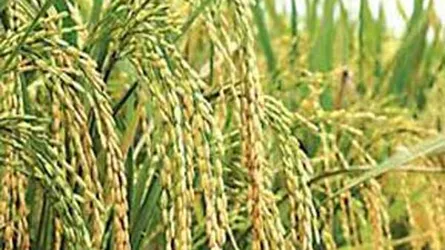 পিরোজপুরে এবার আমন চাল উৎপাদন অতীতের সব রেকর্ড অতিক্রম করেছে