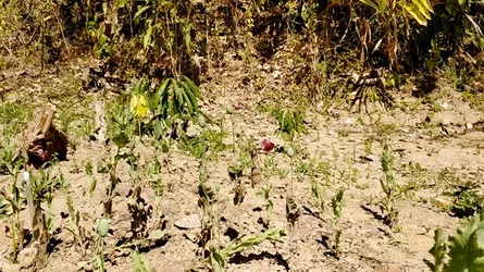 দুর্গম পাহাড়ি এলাকায় নিষিদ্ধ আফিম বাগানের খোঁজ