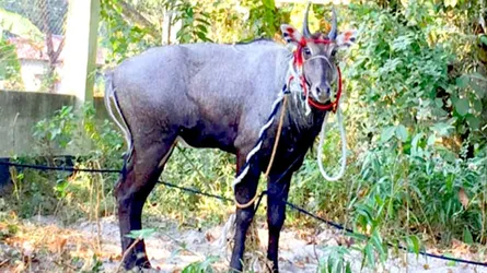 কোনো খাবার খাচ্ছেনা নীলগাই