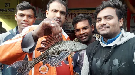 ধরা পড়ল সাকার ফিশ