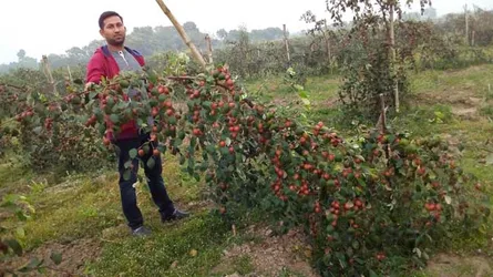 দেশের মাটিতে বিদেশী ফল, মোটা অঙ্কের লাভের আশা