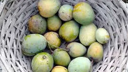 খিরসাপাত আমের চমক