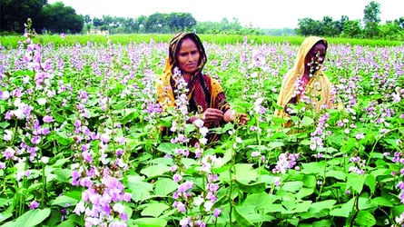 কৃষিতে  নারীর অবদান