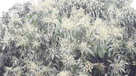 এবার আমের বাম্পার ফলন!