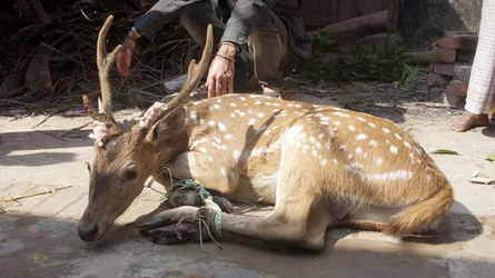 সুন্দরবনের হরিণ বনবিভাগে হস্তান্তর!