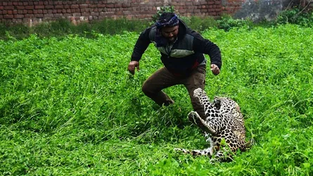 মহল্লায় ঢুকে বাঘের আক্রমণ (ভিডিও)