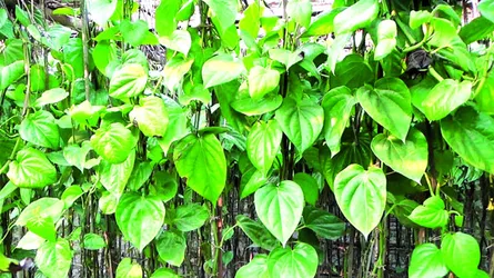 স্থানীয় বাজার গড়ে না ওঠায় সুফল পাচ্ছেন না জয়পুরহাটের পানচাষিরা