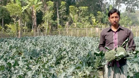 দেশেই ইউরোপিয়ান এই সবজির বাম্পার ফলন