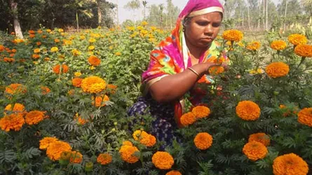 ফুল বিপ্লবে নানা পদক্ষেপ