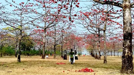 বসন্ত নয়, মাঘেই ফাগুন লেগেছে শিমুল বনে