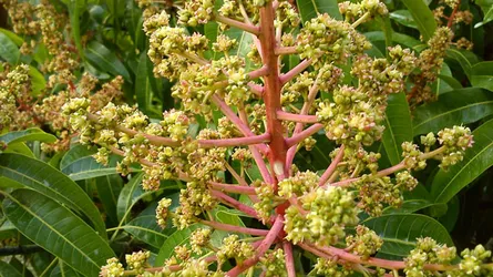 আত্রাইয়ে আমের মুকুলে মুখরিত