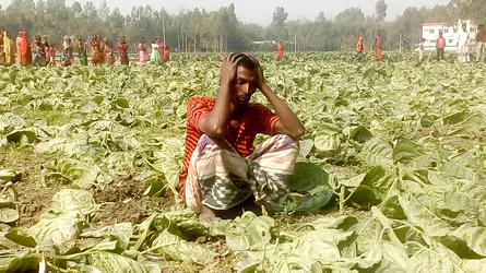 কিশোরগঞ্জে কৃষকের তামাক ক্ষেত কেটে দিয়েছে দুবৃর্ত্তরা