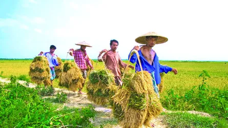 গ্রামীণ উন্নয়ন ও কৃষি বিপ্লব