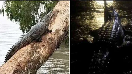 অস্ট্রেলিয়ার রাস্তায় কুমির