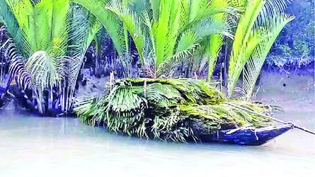 সুন্দরবনে গোলপাতা আহরণ মওসুম শুরু : লক্ষ্যমাত্রা ১০২ হাজার মণ