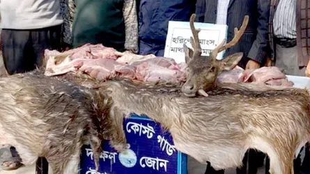 বরগুনায় হরিণের মাথাসহ ৪০ কেজি গোসত উদ্ধার