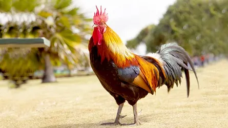 ভারতে বালিকার সাথে অসভ্য আচরণে মোরগ গ্রেফতার