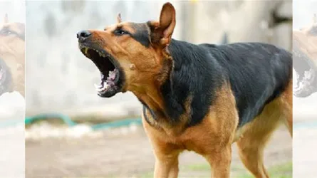 কুকুরের কামড়ে শিশুসহ আহত ২৭
