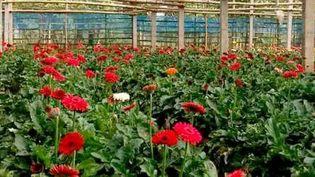 তিন দিবসে ৬০ কোটি টাকার ফুল বিক্রির প্রত্যাশা চাষীদের
