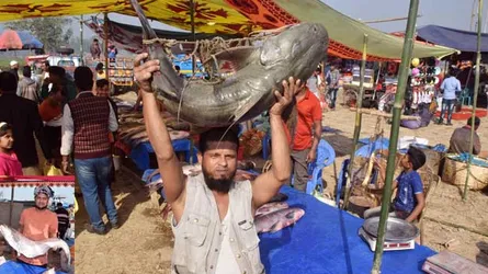 ৮০ কেজির বাঘাইরটির দাম ১ লাখ ২০ হাজার টাকা