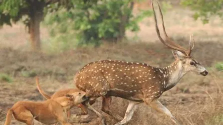 কুকুরের পাল ছিঁড়ে ছিঁড়ে খাচ্ছে হরিণদের