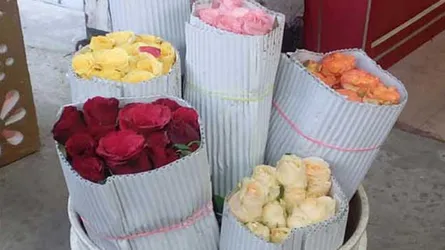 চীনা গোলাপের বাজিমাৎ
