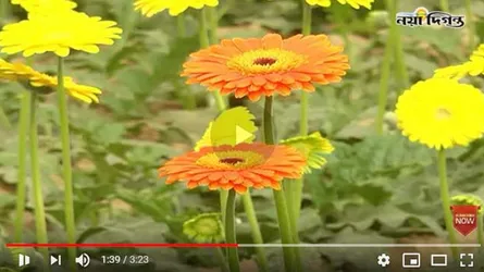 জারবেরা যেভাবে পাল্টে দিলো ফুলের রাজ্য