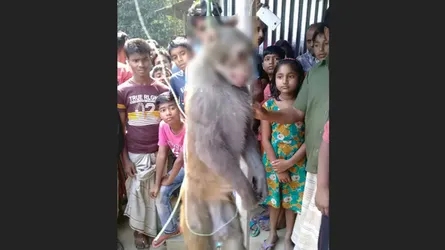 ফাঁসিতে ঝুলে আত্মহত্যা করলো বানর