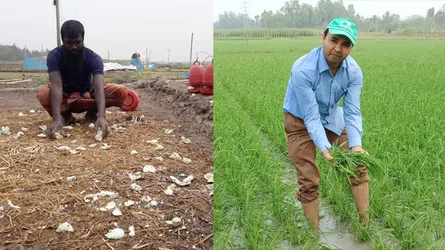 সিংড়ায় শিলাবৃষ্টিতে হাঁসের খামারসহ ফসলের ব্যাপক ক্ষতি