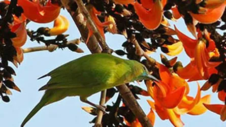 মেহেরপুরে বিলুপ্ত জার্ডন হরবোলা পাখি
