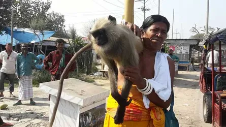 মরা হনুমান কাঁধে নিয়ে মনি পাগলের আহাজারি