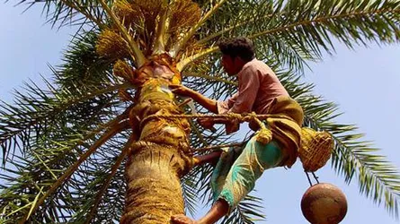 কাঁচা খেজুর রসে নিপাহ ভাইরাসে আক্রান্ত হয়ে মৃত্যুঝুঁকি