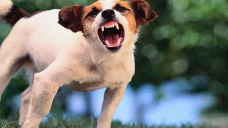 কুকুরের কামড়ে নারী ও শিশুসহ আহত ৩৬