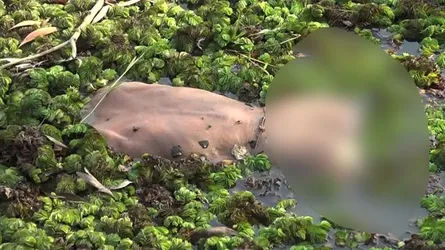 শ্রীপুরে ডোবা থেকে ভিক্ষুকের লাশ উদ্ধার