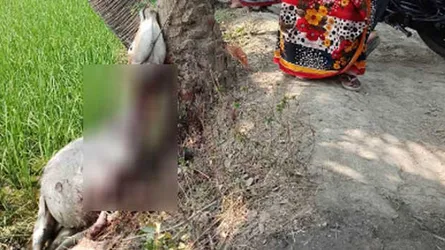 চরম নির্মমতা : গাছে ঝুলিয়ে গরু হত্যা