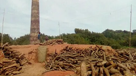 নবাবগঞ্জে ইটভাটায় প্রতিদিন পোড়ানো হচ্ছে হাজার হাজার মণ কাঠ