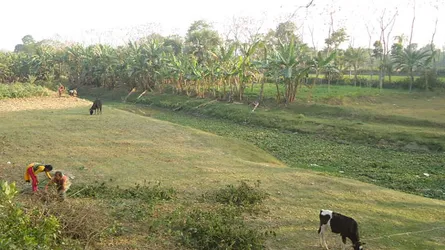 চৌগাছায় ভূমিদস্যুদের দখলে বুড়ি ভৈরব নদ